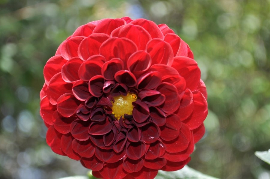 flor, flores, close-up, vermelho, pétala, pétalas, natureza,