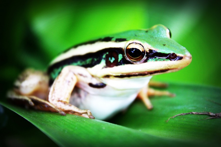 sapo, animais close-up, detalhe, natureza, um, anfíbio