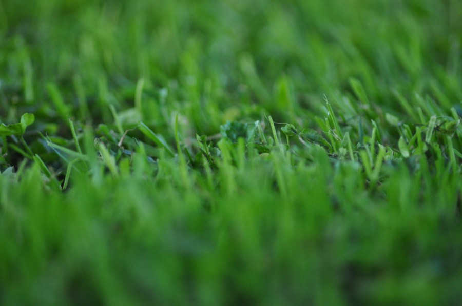 Grama, verde, textura, texturas