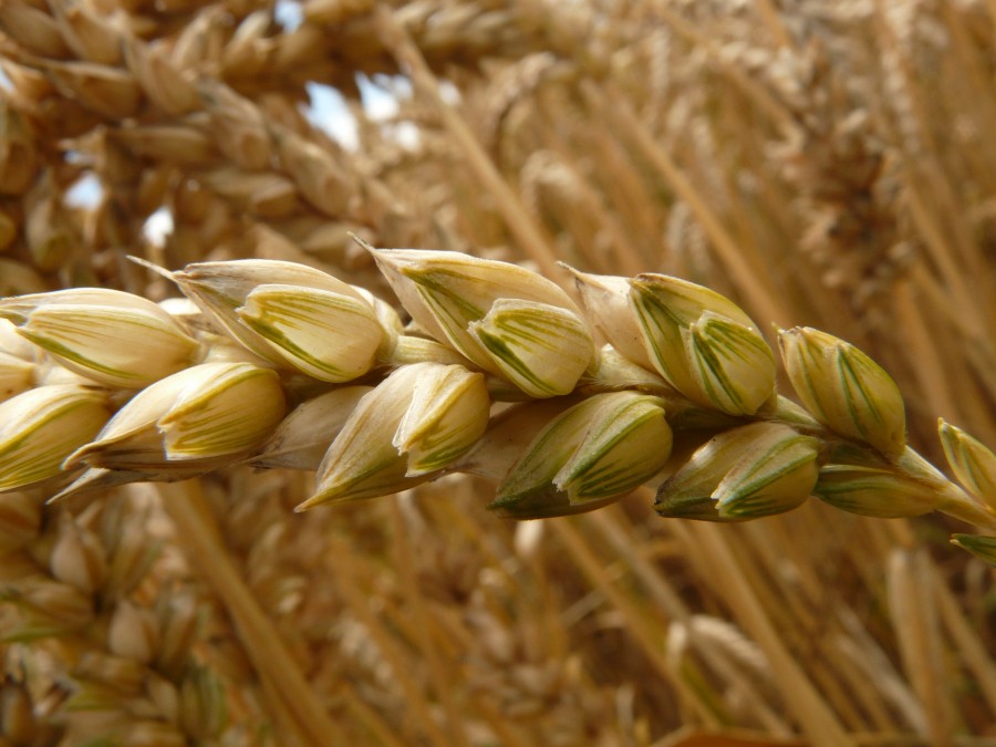 orelha, trigo, cereais, grão, campo, campo de trigo, milharal, planta, comer, comida, comida, herbácea, spike,