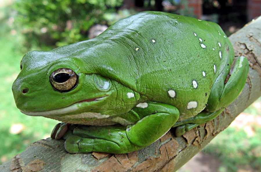 sapo, sapo, verde, tropical, venenoso, animais selvagens, selva, amazon,