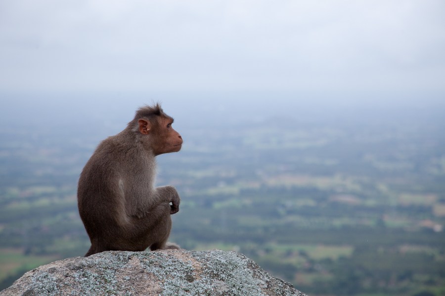 Indie, Índia, macaco, macacos animais, sentado, selvagem, olhando para o horizonte, vista de perfil, meditação, meditar,