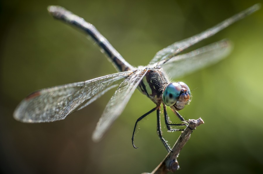 libélula, inseto, natureza, macro