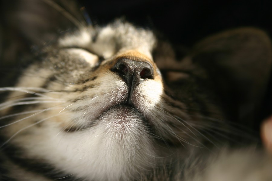 gatinho, bebê gato, animais jovens, agressivo, caça, gato, pele, adorável, animais, carnívoros, fofo, cabelo, bebê, mamífero, pata, animais de estimação, brincalhão, retrato, puro sangue, pequeno, curioso, querido, fotos grátis, imagens grátis, gato doméstico, retrato de cabeça animal, gato enrugado, bonito, gatinho, animais, fotografia, olhando para câmera, animal doméstico, animal jovem, cor, dia, dentro de casa, animal de estimação, ninguém, olho de Animais, parte do corpo animal Temas animais, animal adorável, peluches, animal de estimação, peludo, juba, cores, cabelos, listras, felino, gatinho, micifuz, michino, madrileño, felido, gatuno, nariz de gatuna, dormindo, dormindo, fundos papel de parede hd, 4k wallpapers, resolução 4k, screensaver
