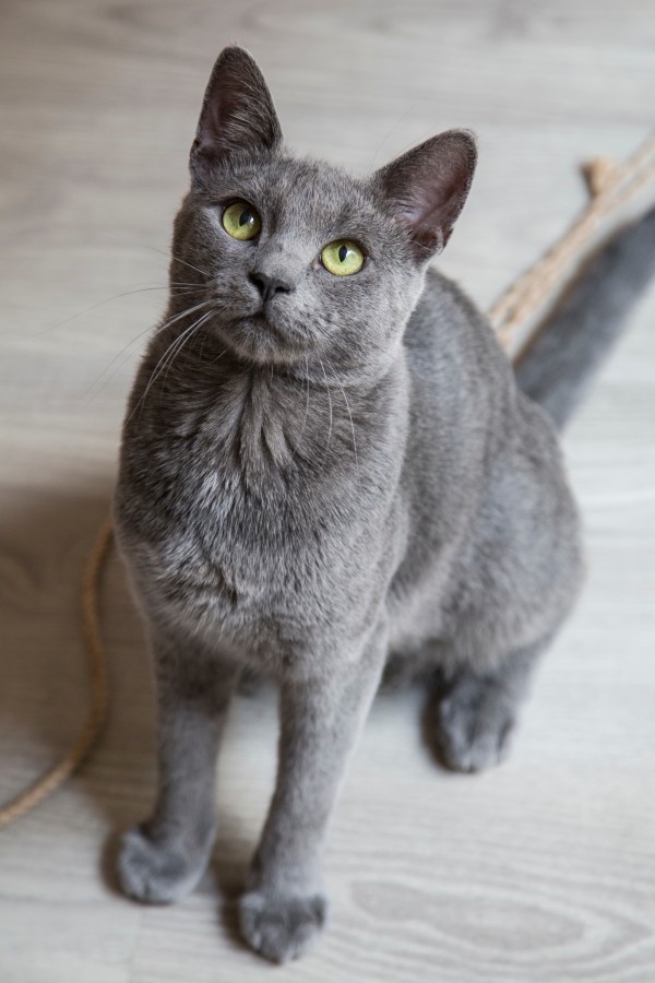 gato, animal de estimação, um, olhando para cima, cinzento, interior,