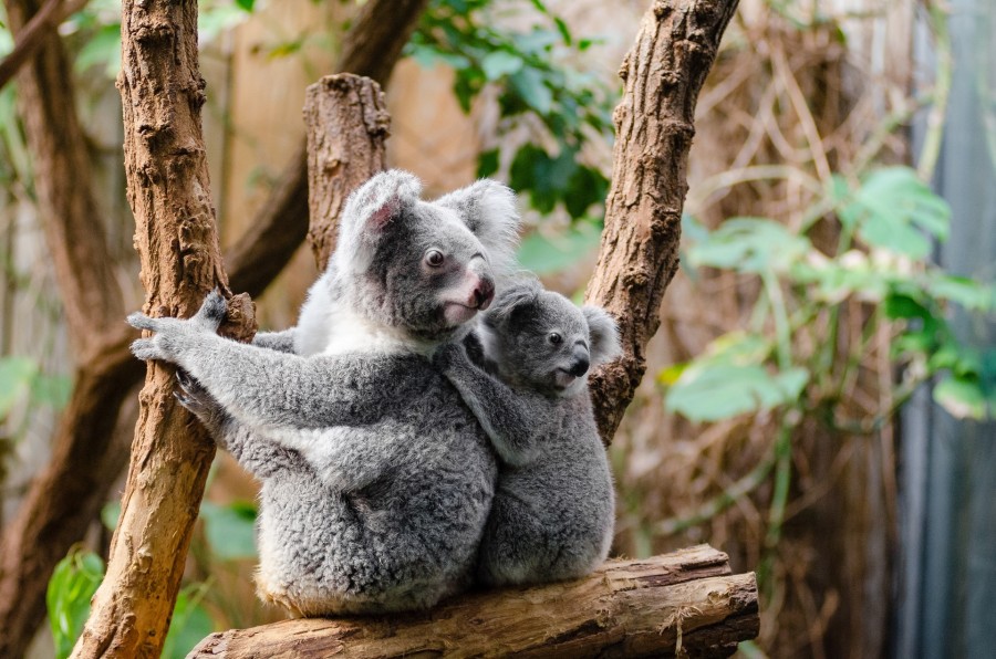 urso, coala, animais cara, cara, cinza, natureza, dois,