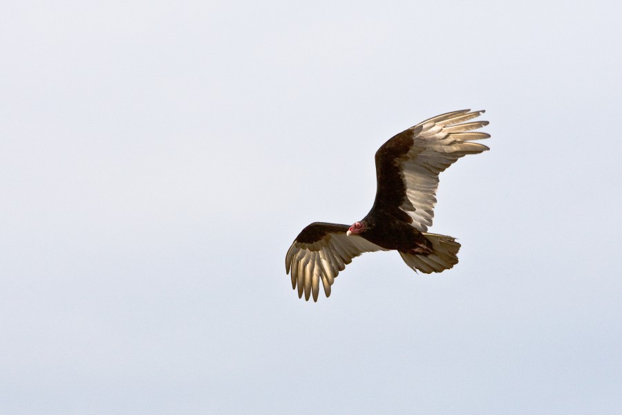 animais animais, voar, voar, águia, raptor, ave, pássaros, predador, selvagem,