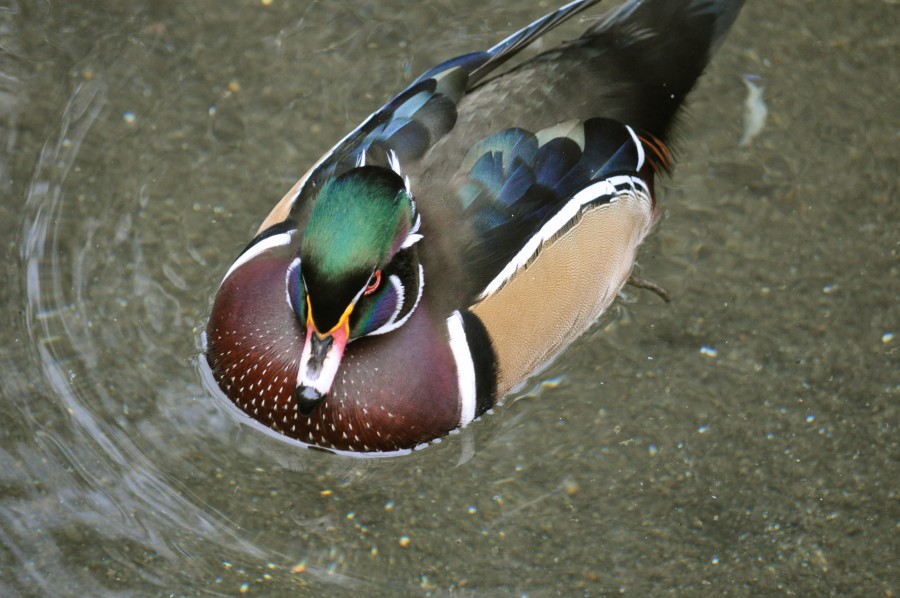 Pato, pássaro, natureza, vida selvagem, animais do lago, animais selvagens