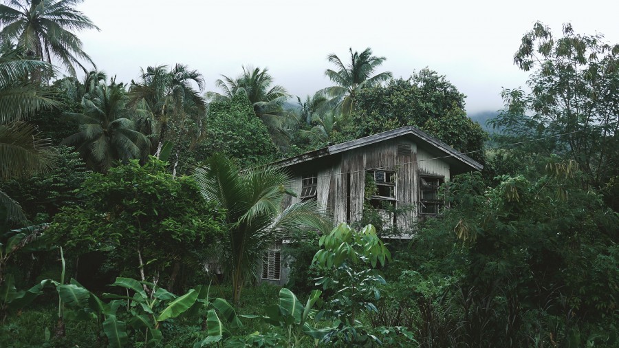 casa, exterior, natureza, floresta, selva, cabana, madeira, velho, velho, abandonado, precário,