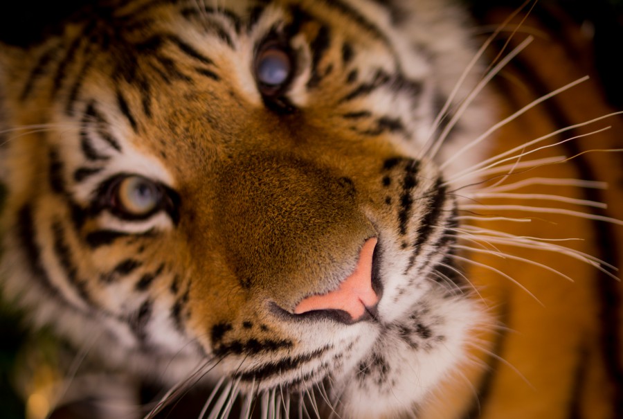 tigre, animais vista frontal, selvagem, cara, cabeça, olhar, felino,