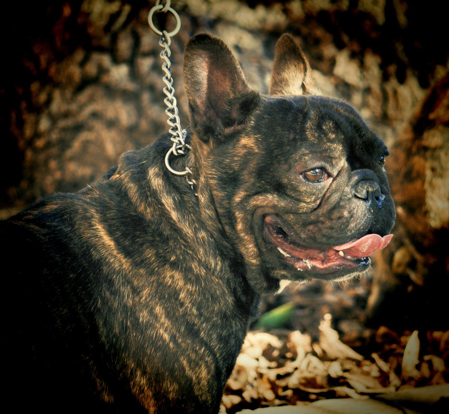 bulldog francez, cães, cão, animais, animais, animal de estimação, animais de estimação,