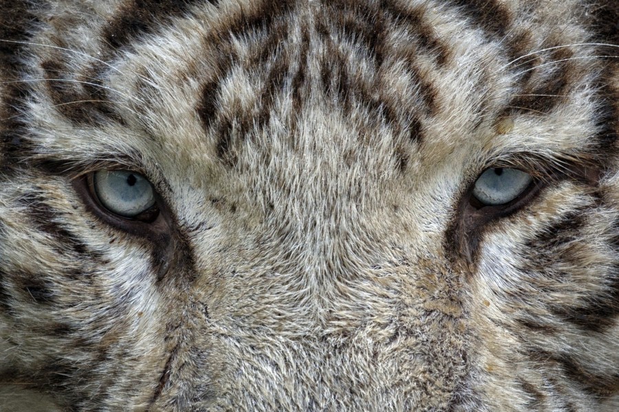 tigre, branco, felino, animais, olhar, perigo, caçador, instinto, selvagem, face,