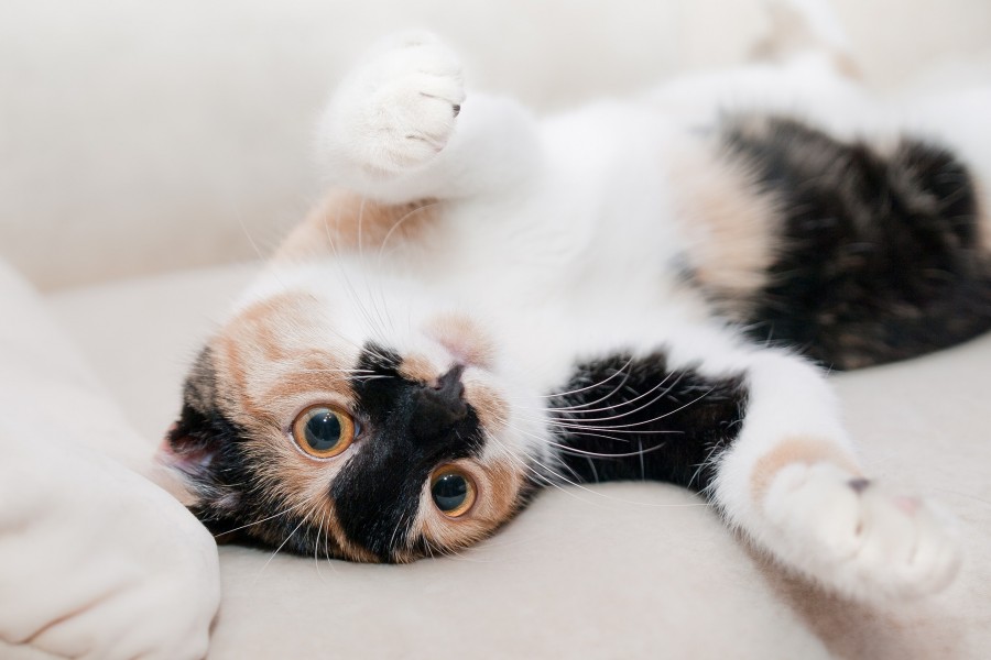 gatinho, bebê gato, animais jovens, agressivo, caça, gato, pele, adorável, animais, carnívoros, fofo, cabelo, bebê, mamífero, pata, animais de estimação, brincalhão, retrato, puro sangue, pequeno, curioso, querido, fotos grátis, imagens grátis, gato doméstico, retrato de cabeça animal, gato enrugado, bonito, gatinho, animais, fotografia, olhando para câmera, animal doméstico, animal jovem, cor, dia, dentro de casa, animal de estimação, ninguém, olho de Animais, Parte do corpo animal Temas animais, Animal adorável, animal de estimação, animal de estimação, peludo, juba, cores, cabelos, listras, felino, gatinho, micifuz, michino, madrileño, felido, gatuno, gato tricolor, brincando, olhos amarelos, papéis de parede hd, 4k wallpapers, resolução 4k, screensaver