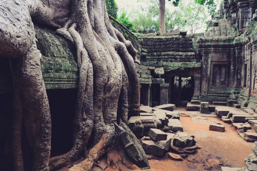 Angkor Wat, Bella, Camboja, férias, Templo, Tomb, Raider, viagens, árvores, incrível, asiáticos, escultura, descoberta, ruína, ruínas, antiga, selva, místico, templo, verde, raízes, raiz, templos, árvore, férias Grande, gigante,