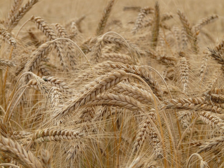 orelha, trigo, cereal, grão, campo, campo trigo, cornfield, planta, pico, fundo, fundo, ninguém, detalhe,