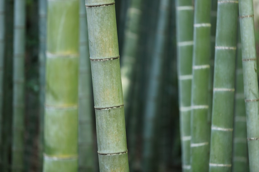bambu, cana, floresta, ninguém, fundo, fundo, verde, natureza,