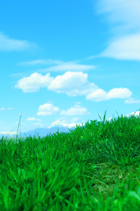 paisagem, verão, grama, jardim, exterior, dia, nascente, céu azul, capim, verde, ao ar livre,