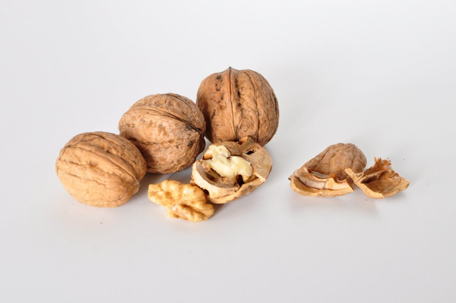 porca, nozes, fundo branco, refeições, frutas, secas, frutas