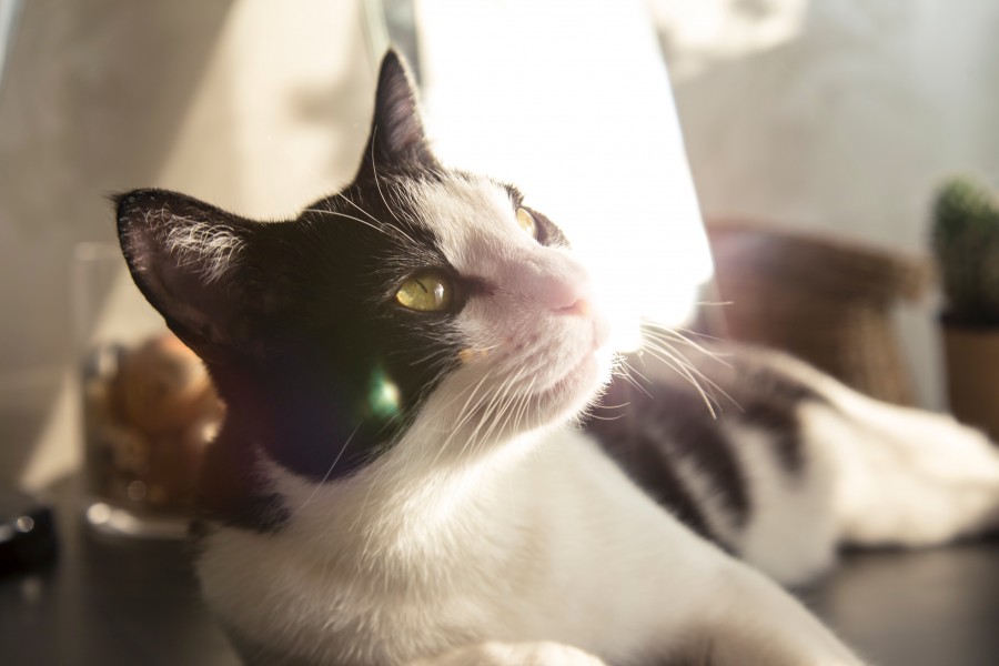 gato, animais de estimação, close-up, interior, cachorro, hd wallpapers, wallpapers 4k