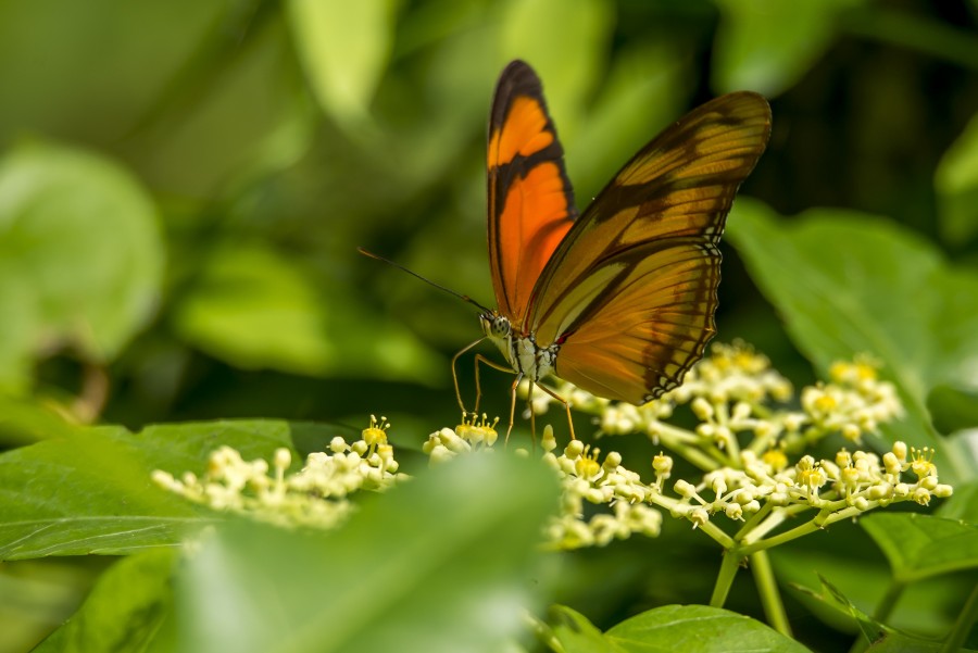 inseto, borboleta, close-up, natureza,