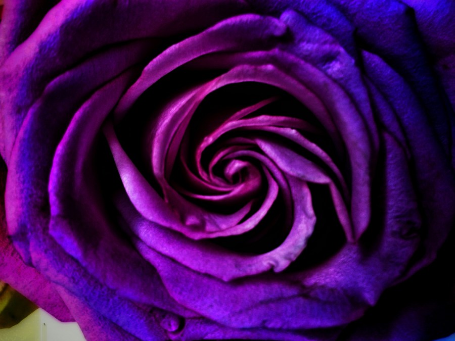 Rosa, flor, fundo, flores, fundo, violeta, texturas, cor, colorido