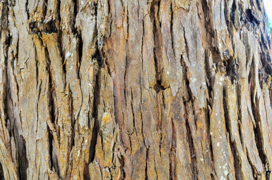 árvores, fundo, casca, marrom, floresta, natural, natureza, textura, madeira,