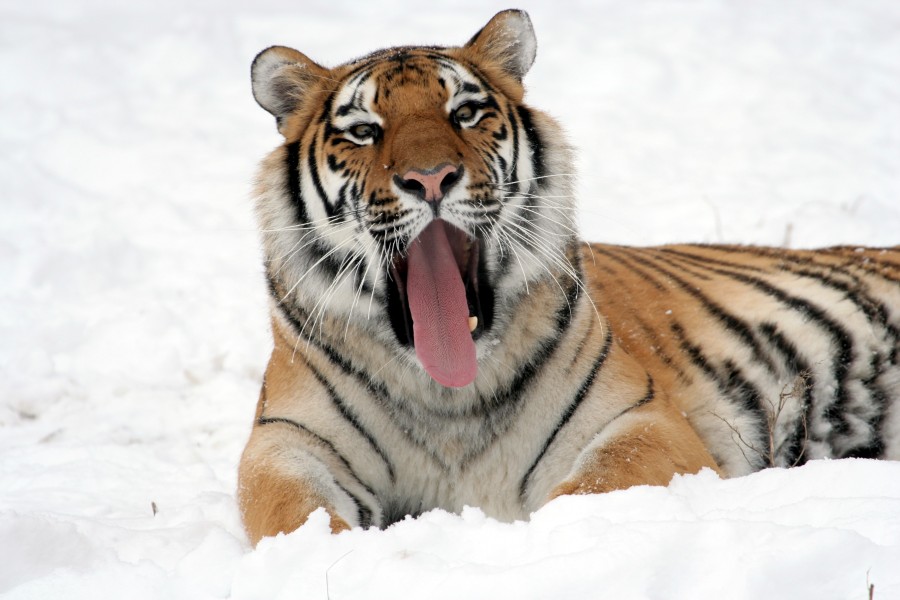 tigre, close-up, animais, felino, presas, boca aberta, neve, tongue,