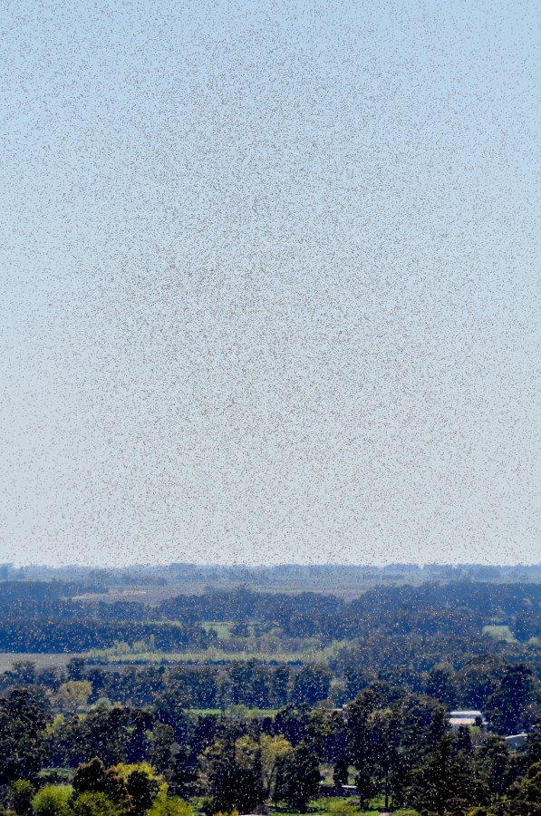 Praga, Inseto, Insetos, Formiga, Voando, Muito, Muitos, Natureza,