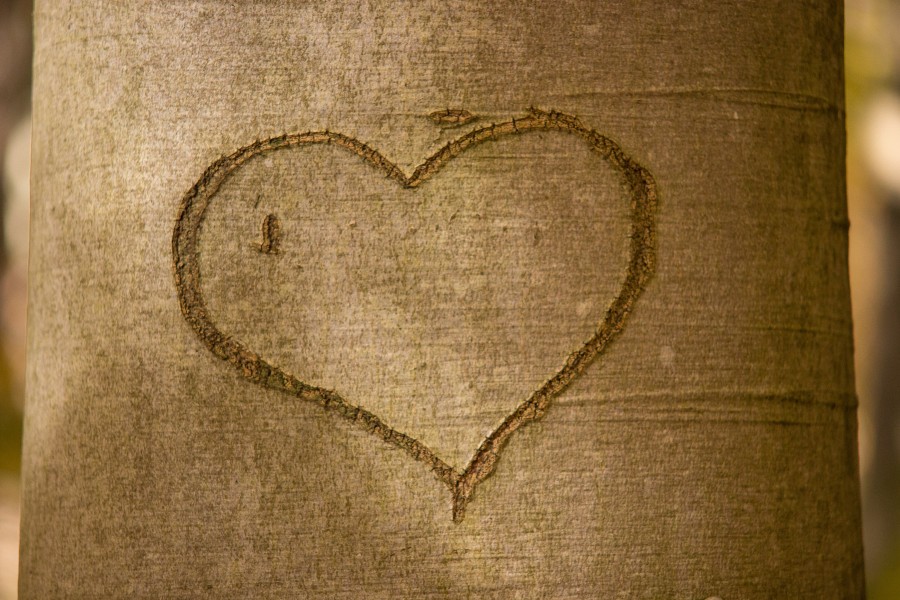 coração, casca de árvore, romance, romântico, árvore, escultura, amor, gravura, lealdade, símbolo, relacionamento, emoção, amor, coração de árvore, casca, dia dos namorados, fotos grátis, imagens grátis