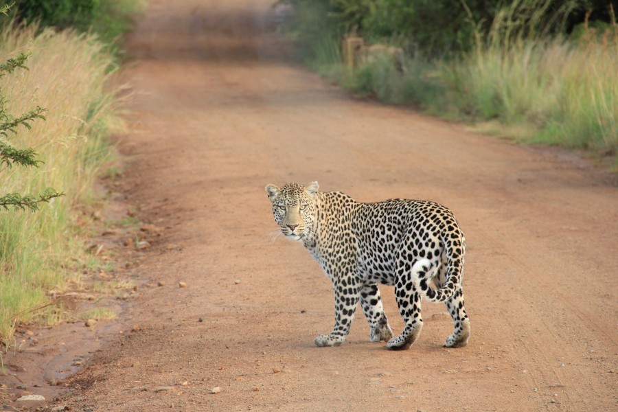 Panthera pardus, leopardo, vida selvagem, selvagem, liberdade, selva, felino, adulto, textura, animais animais,