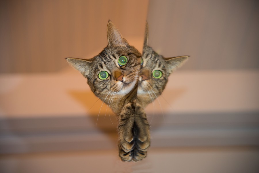 gato brincando, travessura, escondido, espiando, espelho, gatinho, gato bebê, animais jovens, agressivo, caça, gato, pele, adorável, animais, carnívoros, fofo, cabelo, bebê, mamífero, pata, animais de estimação, brincalhão, retrato, puro-sangue, pequeno, curioso, querido, fotos grátis, imagens grátis, gato doméstico, retrato de cabeça animal, gato roiled, bonito, gatinho, animais, fotografia, olhando para câmera, animal doméstico, animal jovem, cor, dia Horizontal, Interior, Animal de estimação, Ninguém, Olho de animal, Parte do corpo animal Temas de animais, Um animal adorável, fofo, animal de estimação, peludo, juba, cores, cabelos, listras, felino, gatinho, micifuz, michino, madrileño, felido gato