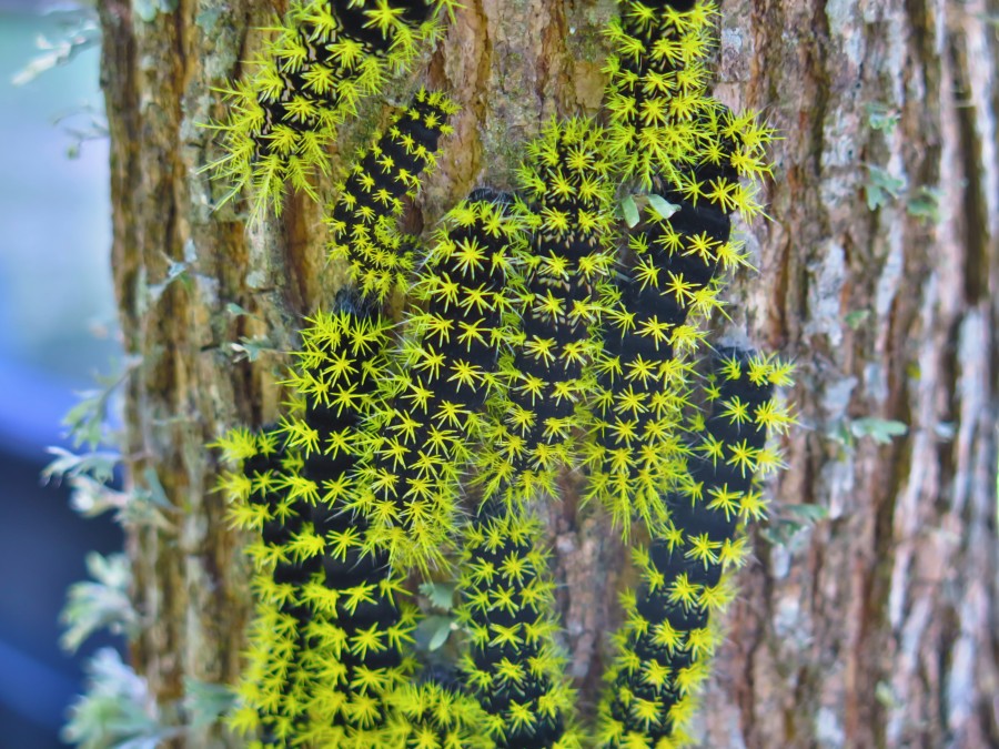 lagartas, lagarta, verme, cor, colorido, close-up, árvore, mariposa, lagarta, mariposa, verde, natureza, verão,