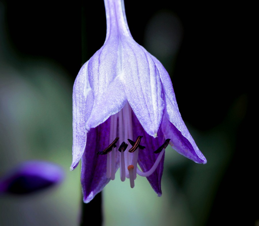 hosta, flor hosta, flor roxa, flor roxa, perene, lírios de banana, giboshi, asparagaceae, erigir paisagens, clusters, seis tepals, hd Vetor