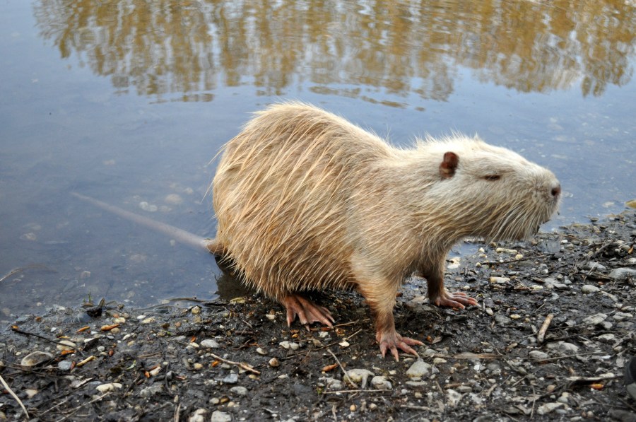 água, natureza, capivara, floresta, pele, mamífero, animal, selvagem, tropical, argentina, natural, aquático, pantanais, roedor, pôr do sol, grama, verão, planta, ao ar livre, vida selvagem, américa, sul, corpo, del, ao ar livre, jovem, herbívoro, jogar, parque, plano de fundo, fofo, marrom, meio ambiente, lago, rio, paisagem, nacional, verde, bela, viagem, vista, montanha, caminho, turista, observatório, rocha, paisagem, turismo, turismo ecológico, beleza