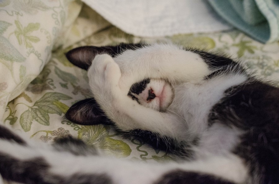 gato, animais de estimação, interior, sono, gesto, conceito, vergonha, gatos para papel de parede