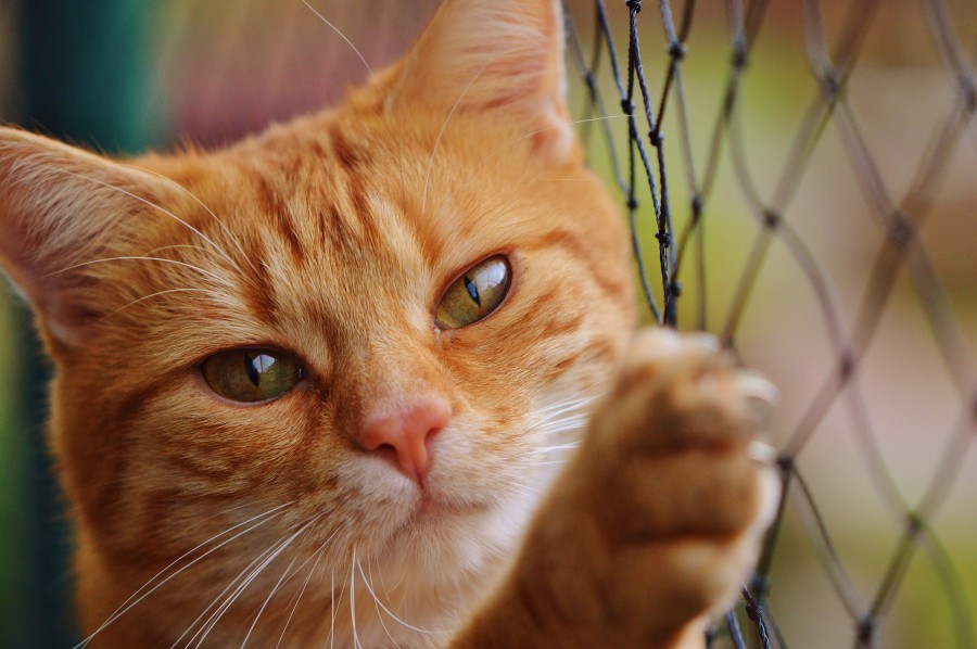 gatinho, bebê gato, animais jovens, agressivo, caça, gato, pele, adorável, animais, carnívoros, fofo, cabelo, bebê, mamífero, pata, animais de estimação, brincalhão, retrato, puro sangue, pequeno, curioso, querido, fotos grátis, imagens grátis, gato doméstico, retrato de cabeça animal, gato enrugado, bonito, gatinho, animais, fotografia, olhando para câmera, animal doméstico, animal jovem, cor, dia, dentro de casa, animal de estimação, ninguém, olho de Animais, Partes do corpo animal Temas animais, animal adorável, animal de estimação, peludo, juba, cores, cabelos, listras, felino, gatinho, micifuz, michino, madrileño, felido, gatuno