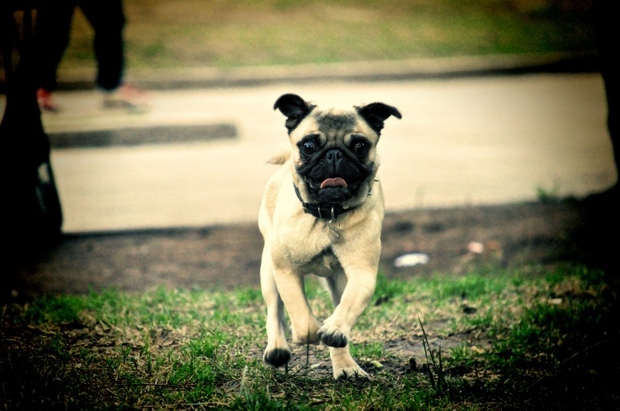 Pug Carlino Cachorro, Cães, Animais de Estimação, Animais de Estimação, Pucho, Pug,