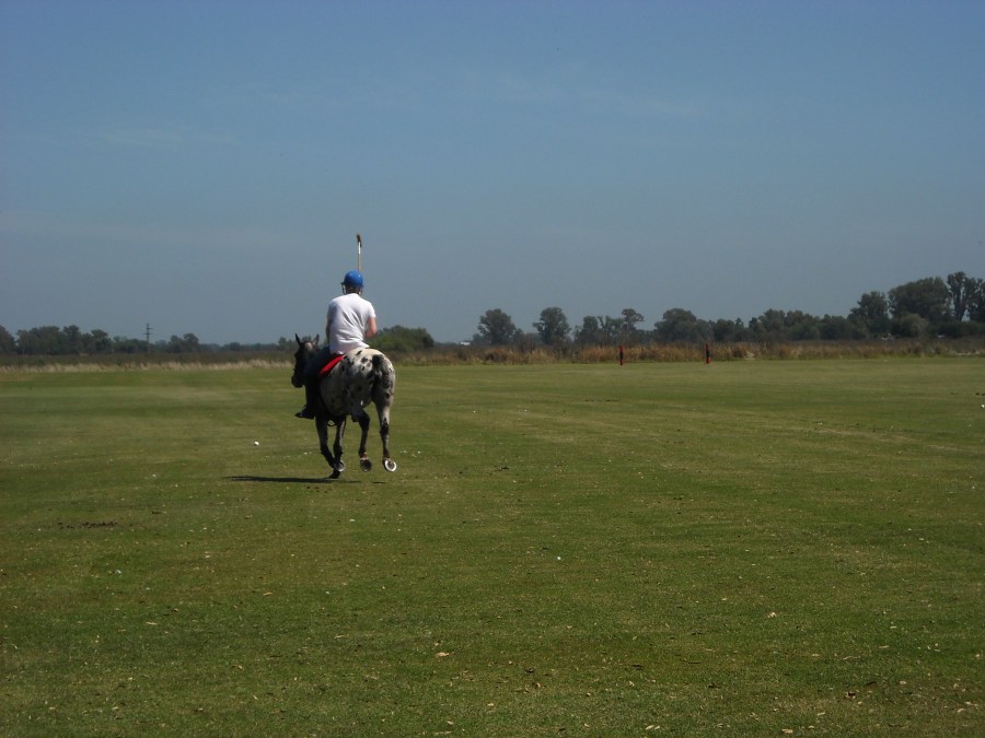 Jogo, esportes, Polo, cavalo, estadia, campo,