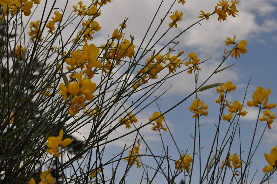 Paisagem, Flor, Flores, Amarelo, Primavera, Primavera, Verão, Dia, Nuvens, Fundo, Natureza, Ninguém,