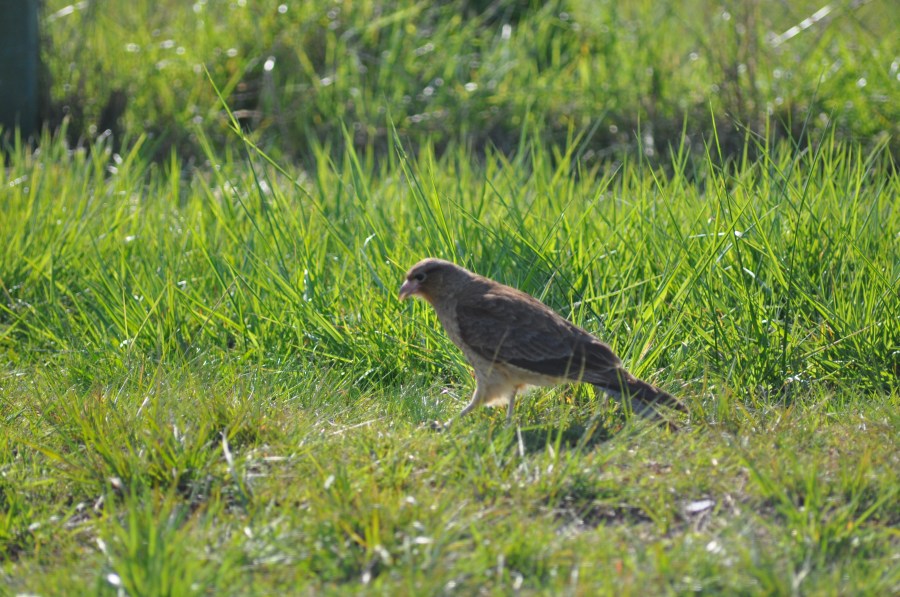 Um animalBird, Tero