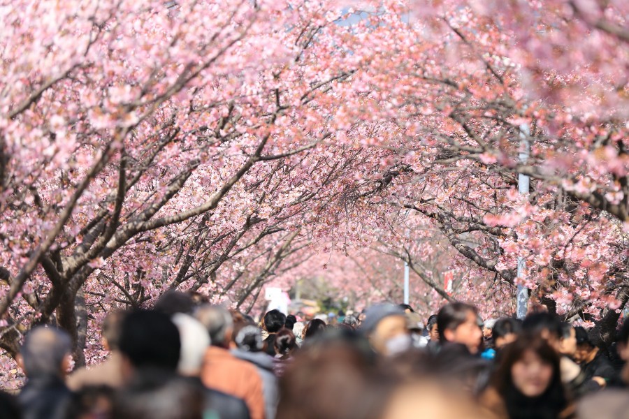 primavera, japão, rua, pessoas, ásia, urbano, cidade, árvore, bosque, rosa, paisagem urbana, multidão,
