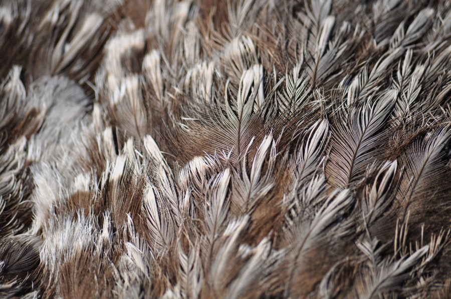Avestruz, um pássaro animal, penas, plumagem, rápido, velocidade, África, Africano, Altura, Animais, Aparência, Pássaro, Avestruzes, Aviária, Cabeça, Conservação, Conserve, Pescoço, Struthio camelus