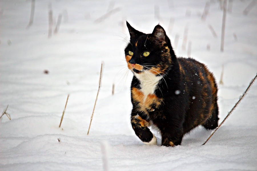 gatinho, bebê gato, animais jovens, agressivo, caça, gato, pele, adorável, animais, carnívoros, fofo, cabelo, bebê, mamífero, pata, animais de estimação, brincalhão, retrato, puro sangue, pequeno, curioso, querido, fotos grátis, imagens grátis, gato doméstico, retrato de cabeça animal, gato enrugado, bonito, gatinho, animais, fotografia, olhando para câmera, animal doméstico, animal jovem, cor, dia, dentro de casa, animal de estimação, ninguém, olho de Animais, Partes do corpo animal Temas animais, animal adorável, animal de estimação, peludo, juba, cores, cabelos, listras, felino, gatinho, micifuz, michino, madrileño, felido, gatuno