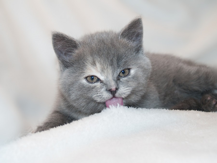 gatinho, bebê gato, animais jovens, agressivo, caça, gato, pele, adorável, animais, carnívoros, fofo, cabelo, bebê, mamífero, pata, animais de estimação, brincalhão, retrato, puro sangue, pequeno, curioso, querido, fotos grátis, imagens grátis, gato doméstico, retrato de cabeça animal, gato enrugado, bonito, gatinho, animais, fotografia, olhando para câmera, animal doméstico, animal jovem, cor, dia, dentro de casa, animal de estimação, ninguém, olho de Animais, Partes do corpo animal Temas animais, animal adorável, animal de estimação, peludo, juba, cores, cabelos, listras, felino, gatinho, micifuz, michino, madrileño, felido, gatuno