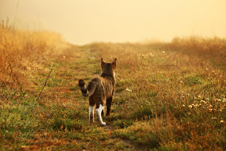 gatinho, bebê gato, animais jovens, agressivo, caça, gato, pele, adorável, animais, carnívoros, fofo, cabelo, bebê, mamífero, pata, animais de estimação, brincalhão, retrato, puro sangue, pequeno, curioso, querido, fotos grátis, imagens grátis, gato doméstico, retrato de cabeça animal, gato enrugado, bonito, gatinho, animais, fotografia, olhando para câmera, animal doméstico, animal jovem, cor, dia, dentro de casa, animal de estimação, ninguém, olho de Animais, Partes do corpo animal Temas animais, animal adorável, animal de estimação, peludo, juba, cores, cabelos, listras, felino, gatinho, micifuz, michino, madrileño, felido, gatuno