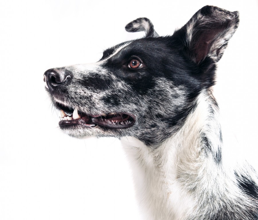 conceito, cão, animais de estimação, fundo branco, expressão, atenção, atento, olhar,