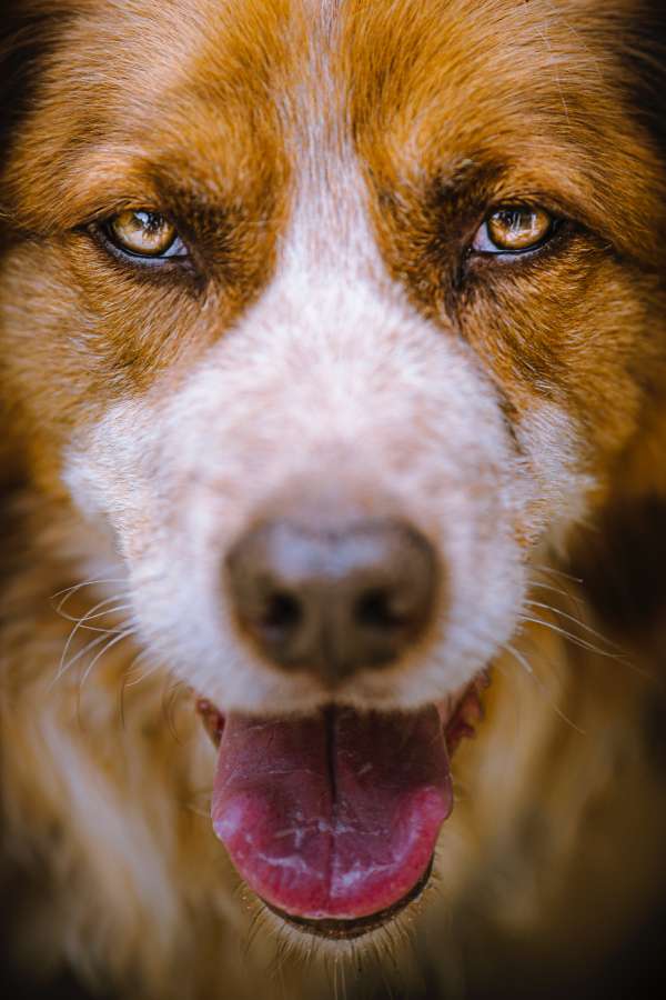 cachorro, marrom, olhar, rosto, olhando para a câmera, animal, animal de estimação,