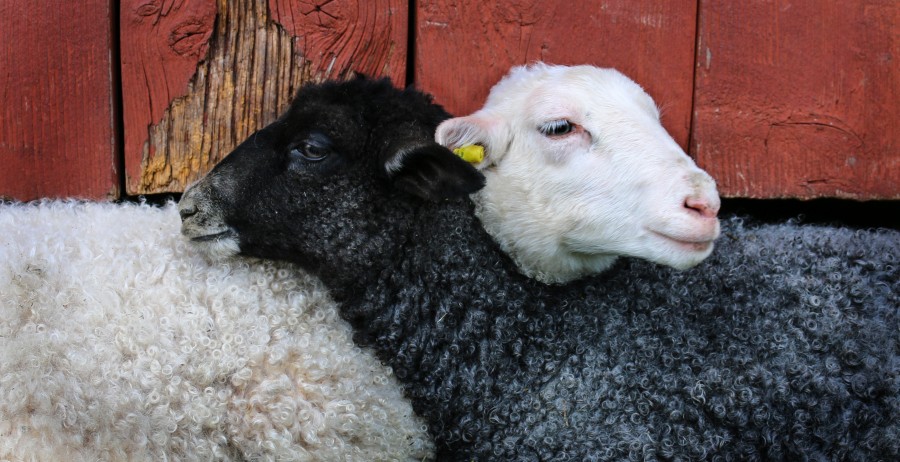 Cordeiro, amizade, abraço, animal de ovelha, branco, preto, concurso, adorável, amor animais de fazenda, animais do país