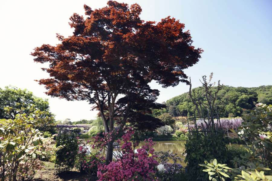 botanica, colorido, japonês, árvore japonesa, árvore, árvores
