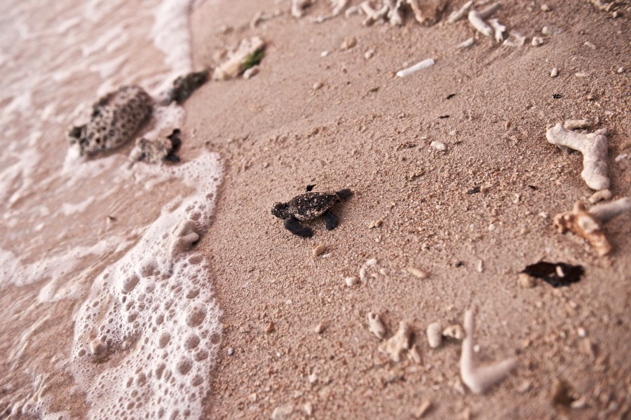 tartaruga, bebê, animais praia, mar, primeiro passo, dia, tartaruga marinha, natureza,